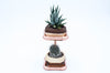 Geometric Double Cactus & Succulent Planter with